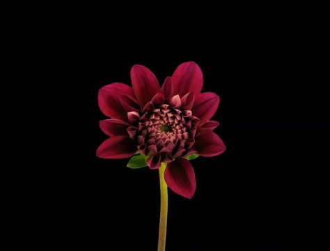 Time-lapse of opening and dying red dahlia flower (FilmI-2K) in PNG+ format with ALPHA transparency channel isolated on black
