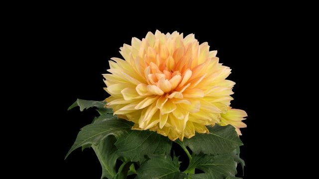 Time-lapse of dying pink yellow dahlia 1d1 in PNG+ format with ALPHA transparency channel isolated on black background
