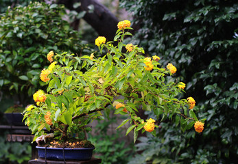 Beautiful bonsai tree in Japanese garden