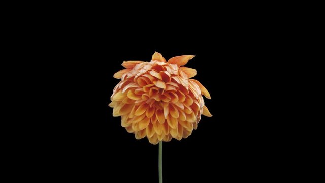 Time-lapse of dying orange dahlia (georgine) flower 10a1 in PNG+ format with ALPHA transparency channel isolated on black background
