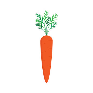 Carrot vector graphic illustration, isolated on white background. Sweet orange carrot vegetable with green leaves.