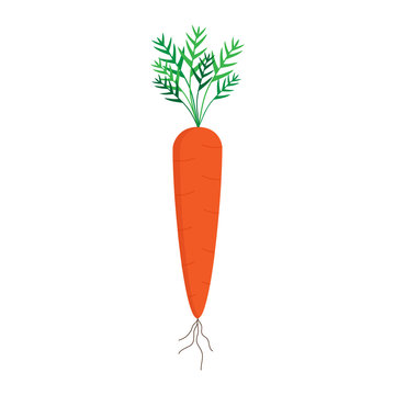 Carrot vector graphic illustration, isolated on white background. Sweet orange carrot vegetable with green leaves and brown roots.