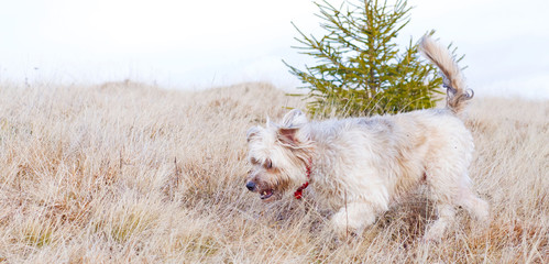 Winter dog playing on a meadow 
