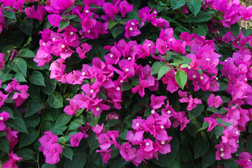 Fototapeta na wymiar Lesser bougainvillea (Bougainvillea glabra), bougainvillea flowers Large lush decorative bush with bright crimson flowers and green leaves