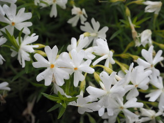 pinkmoss flower japan photography OLYMPUS DIGITAL CAMERA