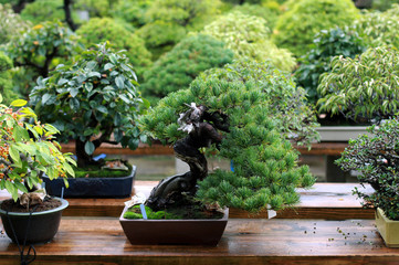 Beautiful bonsai tree in Japanese garden - obrazy, fototapety, plakaty