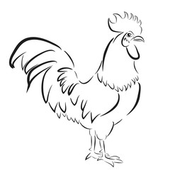 Sketchy Outline of Rooster