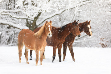 Cute foals on snow-covered meadow