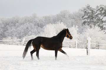 Horse is galloping on snow-covered meadow