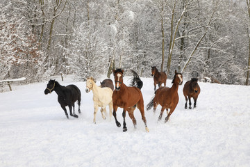 Horses are galloping on snow-covered meadow