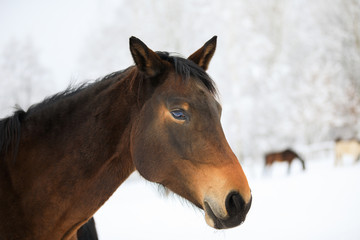 Obraz na płótnie Canvas The horse portrait at winter