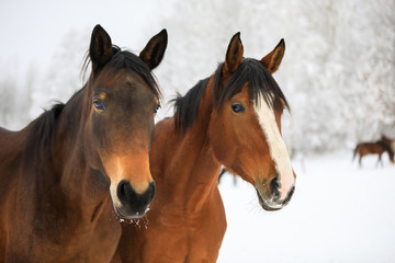Fototapeta na wymiar Two horses on the snowy meadow
