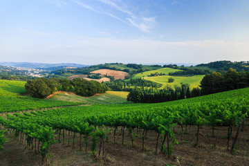 Fototapeta premium Tuscany vineyard landscape in summer. Italy