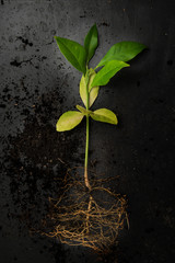 a little lemon tree - seedling - transplantation