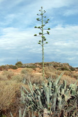 wild desert vegetation of poor land in southern Greece.