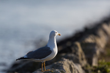 one gull in harbor with water looking along rocky dock