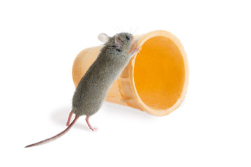 closeup the field mouse (Apodemus agrarius) pushes  wafer cone on white background