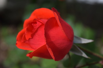 Beautiful red rose on natural background