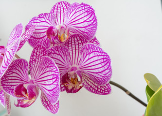 Orchidden auf weiß