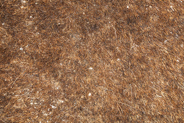 old destroyed shoe wiper, hairy background