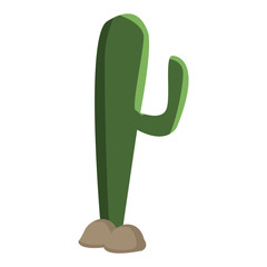 Cactus plat isolated icon vector illustration graphic design