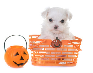 puppy maltese dog