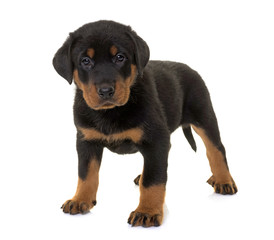 puppy beauceron in studio