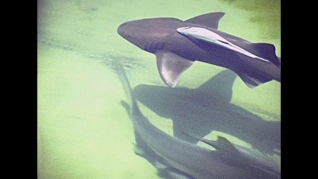 Swimming lemon shark, Negaprion brevirostris, of Miami Beach in Florida in 70's. Historical United States of America in 1978.