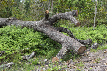 Fallen tree in the forest and was cut off