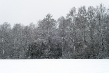Trees and meadow covered in snow during snowfall.