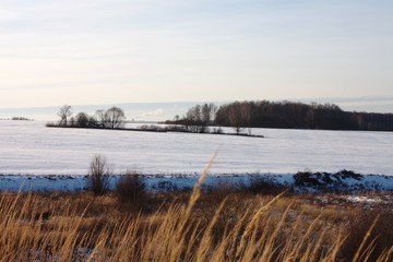 Winter rural landscape. Wintering farmland