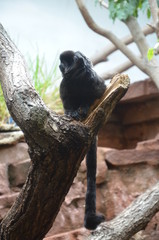 Titi Goeldi (Callimico goeldii)