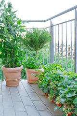 Terracotta pots with a tomato and peppermint plant, a rosemary tree and strawberry plants with lots...