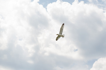 Seagull. 2