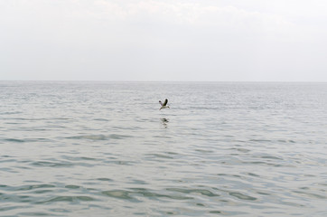 Fototapeta na wymiar Seagull. 3