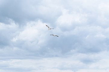Seagull