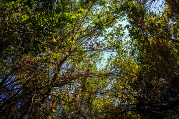 Fototapeta premium Luruxy Accommodations - Luxury Interiors and Exteriors 