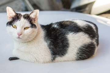 Naklejka premium The cat rests on the car
