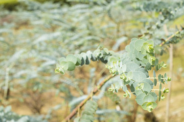 Eucalyptus - pulverulenta leaves