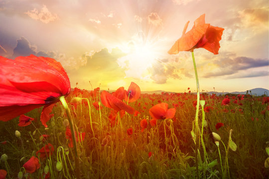 Beautiful backgroud with poppy flowers on a land illuminated by sunset light in summer season