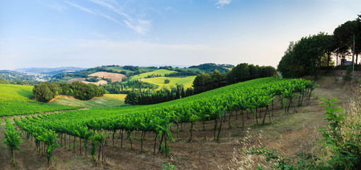 Italian landscape in the evening, hills, fields, pasture and vineyards.