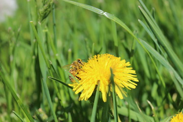 Bright yellow dandelion blossom photo.