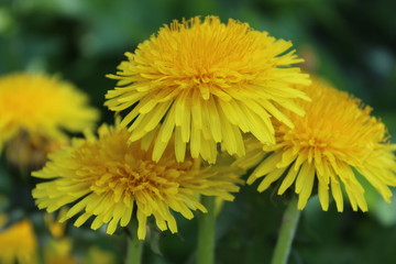 Bright yellow dandelion blossom photo.