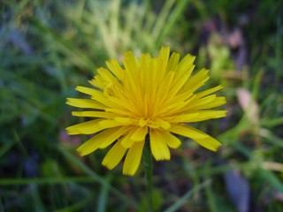 Bright yellow dandelion blossom photo.