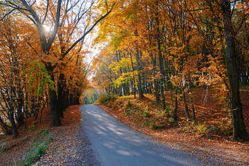 Bright and scenic landscape of new road across auttumn trees with fallen orange and yellow leaf