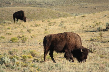 Fototapeta premium Buffaloes in the prairie, Custer State Park, South Dakota.