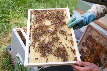 Apiculture - abeille construisant les alvéoles de cire sur un cadre