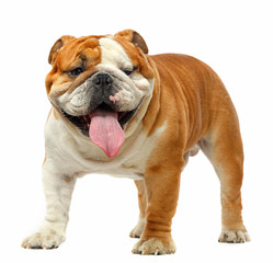 English bulldog isolated on a white background