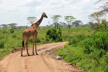Naklejka na ściany i meble Giraffe in Serengeti, Tanzania