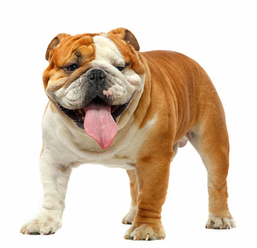 English Bulldog Isolated On A White Background